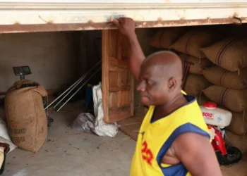 African Cocoa Farmers Let Crops Rot as Global Prices Collapse