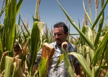 Fertilizer Prices Soar as U.S. Farmers Reconsider Spring Planting Plans